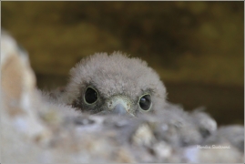 <p>POŠTOLKA OBECNÁ (Falco tinnunculus) /Common kestrel - Turmfalke/</p>